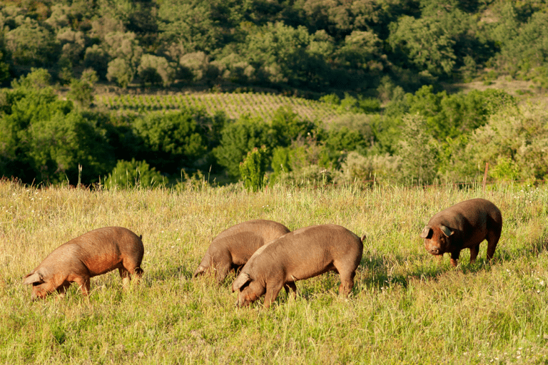 cerditos en la finca El Valle - Cerdo ibérico