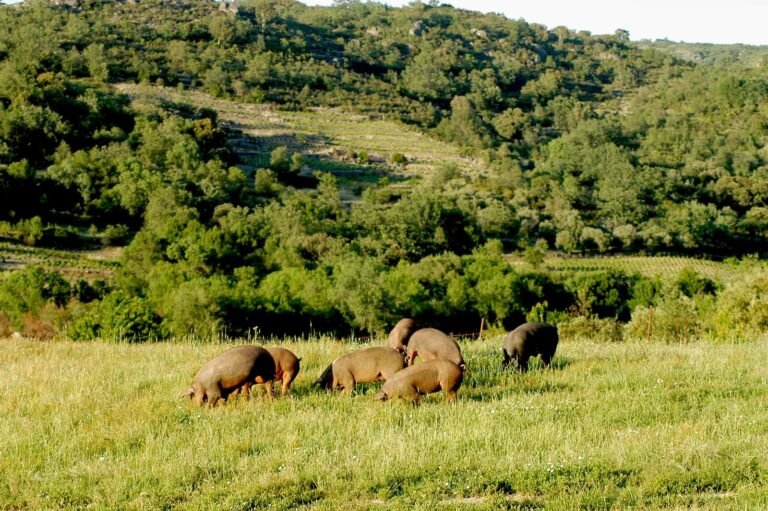 Origen del cerdo ibérico - Ibéricos El Valle